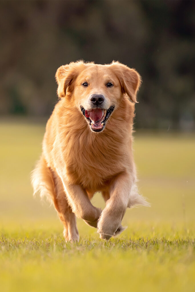 Hund läuft fröhlich auf Herrchen zu